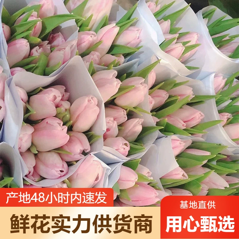 郁金香鲜花批发云南鲜花直批婚庆布置花店摆摊用花社区团购货源