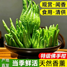 佛手柑葫芦鲜果摆件水培闻香食用清贡金华云南新鲜香橼瓜特大桌面