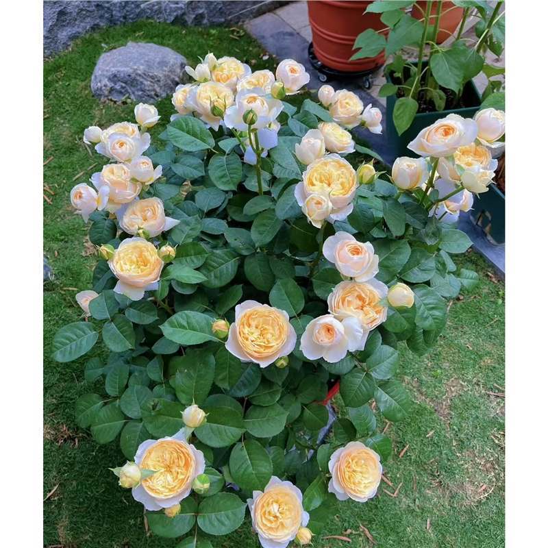 四季咲きのバラの花苗、特大の花つる苗、屋内外のバルコニー鉢植えバラ|undefined