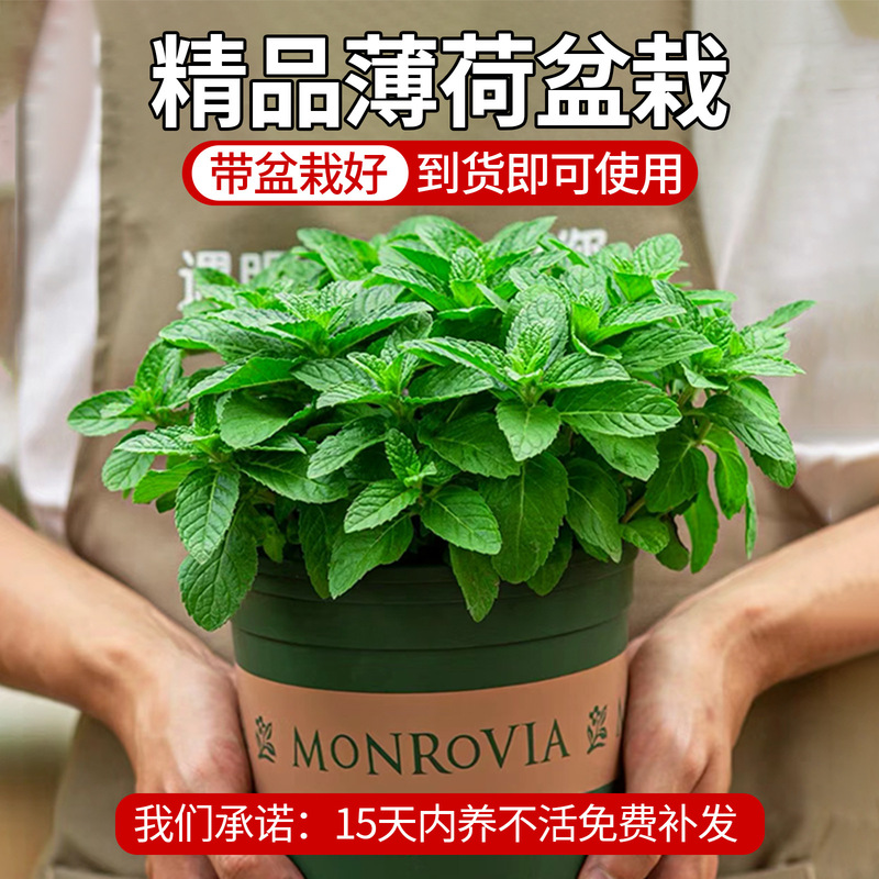 Mint Potted Edible Large Seedlings Lemon Cat Mint Leaves Rosemary Green Plants Indoor Potted Plants Are Good for Mosquito Repellent and Easy to Maintain