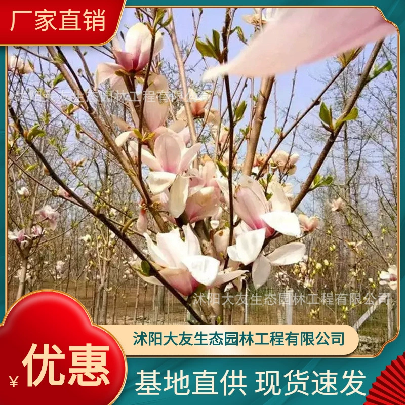 База оптом саженцы Юлань собственного производства живописное место озеленение дорога садовая техника озеленение саженцев