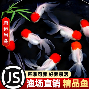 �Q피t���~���~�^�p�~С�͵�ˮ��ˮ�~���ԁ�ˮ���B�ͻ����\���^�~