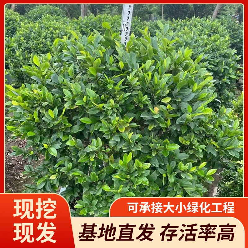 Производитель поставляет [оптом со склада] высококачественные корни Smiling Balls с высокой выживаемостью и полным ассортиментом спецификаций.