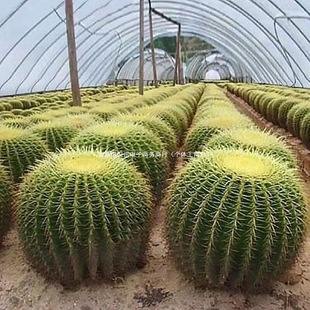 ���������������k���ҷ�ݗ��𻢻�����������������_��ֲ��