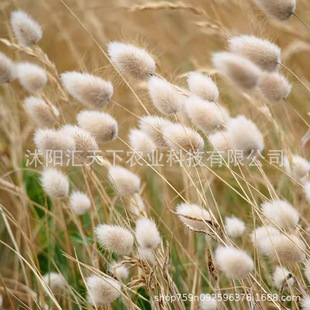 ����β�ͲݷN��Ȥζ�^�p��β�ݿ����ɻ��л��ݷN�ӼҾߔ[�O������