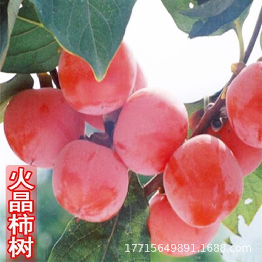 嫁接磨盘柿子树苗火晶柿树苗红如火 似水晶果树苗盆栽地栽当年结