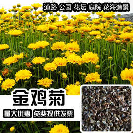 98% 发芽率纯菊花籽公园庭院工程花海花卉易活金鸡菊花种子批发