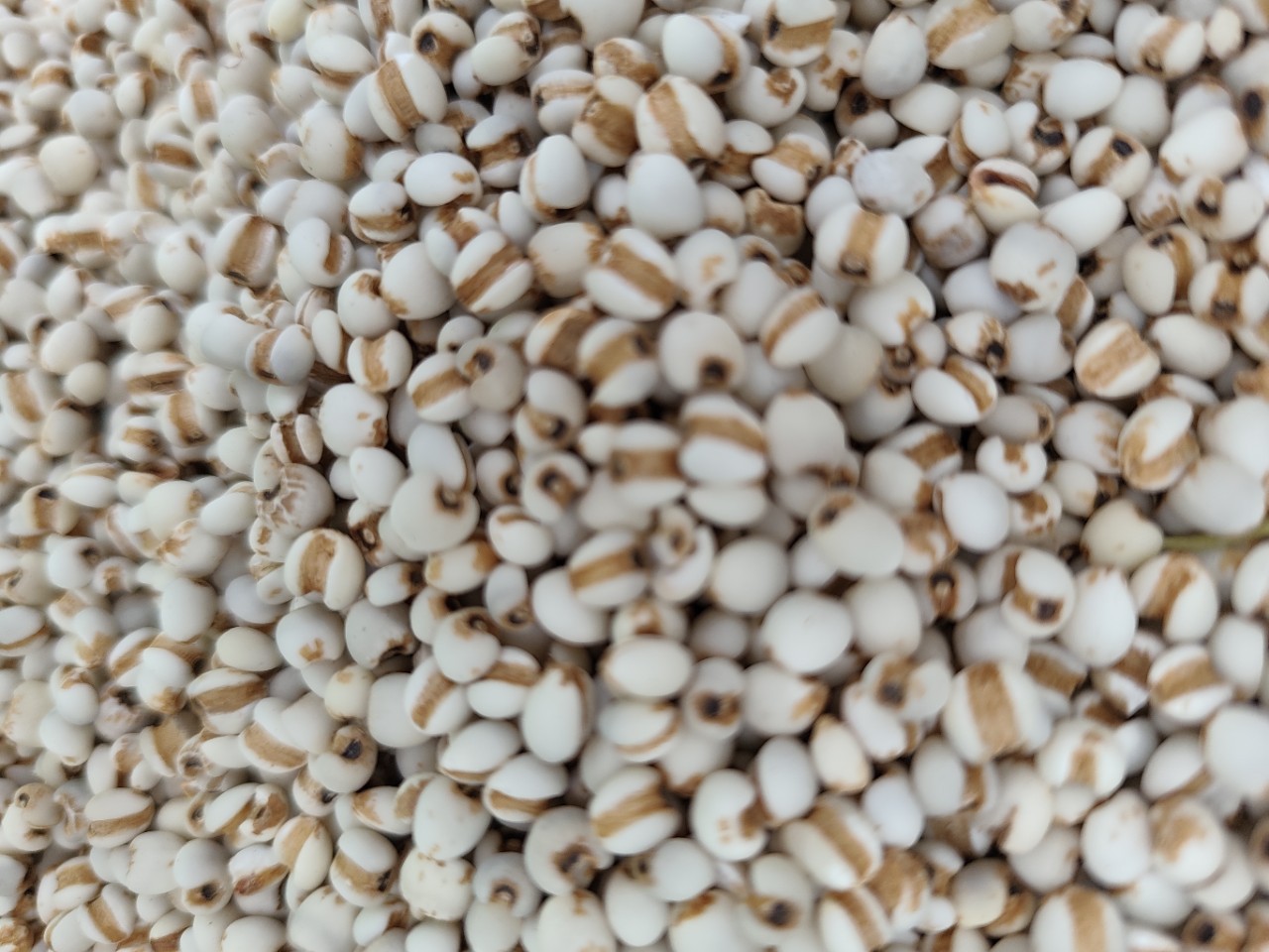 Coix Seed Yi Yi Ren 500g Large Grain Dried Job's Tears for Soup and Congee overview