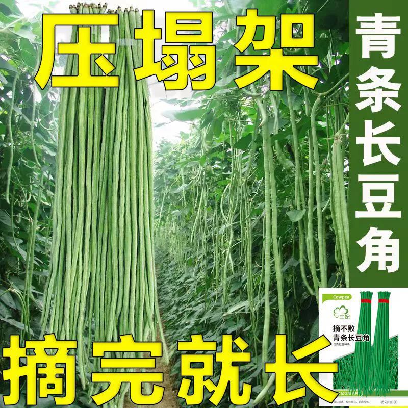 99.9cm семян фасоли удлиненной, без стеблей, высокоплодородные, раннеспелые овощи для всех сезонов, устойчивые к вредителям и болезням, весенние семена фасоли.