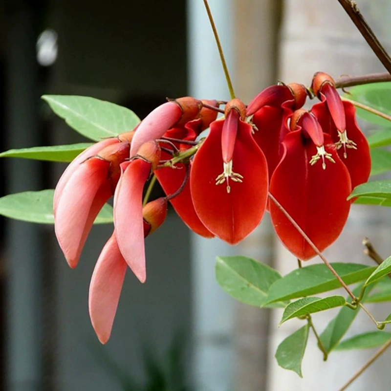 Новый оптовый петушиный гребень Эритрина семена цена частицы полный петушиный гребень Эритрина семена Завод прямых продаж