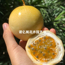 黄金芭乐百香果树果苗南北方庭院西潘莲苗种植水果苗四季开花结果