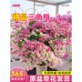 三角特大开花四季树苗