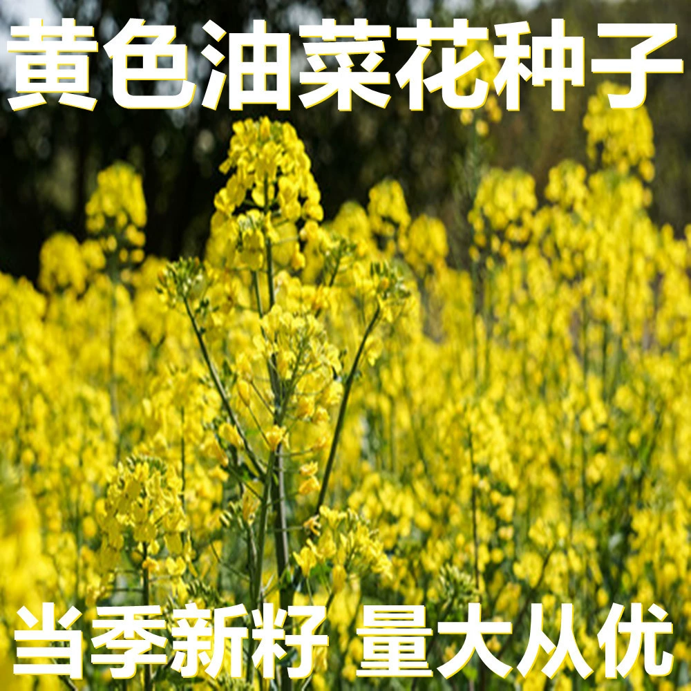 Желтые декоративные семена рапса 500г оптом, прямые поставки с места происхождения, сезонные новые семена, семена для цветов в саду.