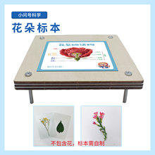 Y4制作花朵标本儿童科学实验器材小问号STEAM教具模型幼小初创客