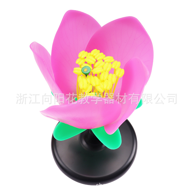 厂家直销 3207 桃花模型 生物教学模型