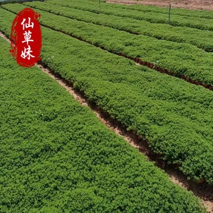 Chui Basin Grass Cup Seedlings Buddha Grass Shandong Base Landscape Engineering Seedlings Landscaping Chui Basin Grass Square Plate Wholesale