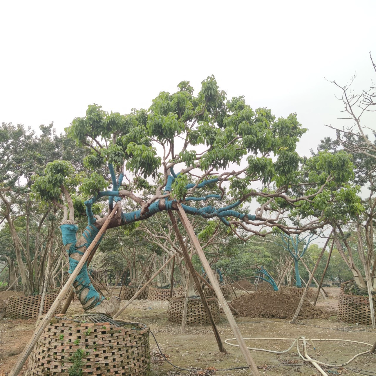 230205 база поставляет форму наклонного дерева личи