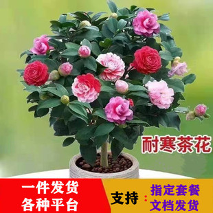 �������軨�����ļ�����ɽ�軨���҃�ֲ����B��ɫ�൤�����ͻ���