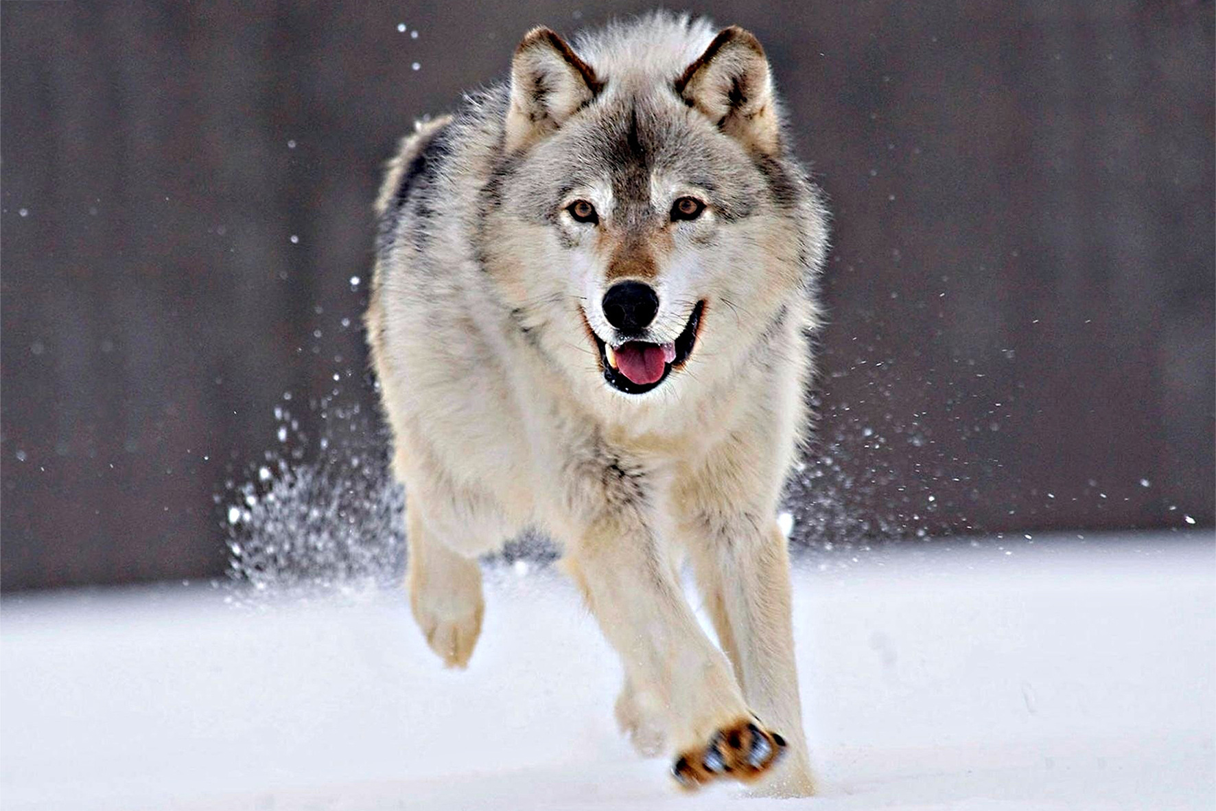 Cross-border 5d Amazon diamante pintura pegatinas hecho a mano DIY animal ladrillo pintura sala de estar pintura decorativa pegatinas al por mayor