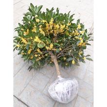 四季桂花树苗金桂盆栽浓香花卉庭院室内绿植物嫁接沉香丹桂花盆景