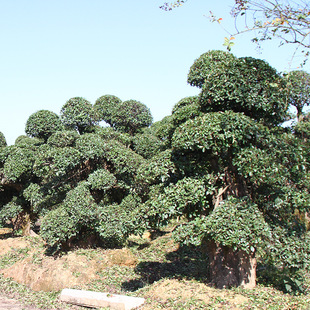 ���͙�ľʯ����l ���^����Ř� �쾰�Ù�ľʯ骘� ����ֱ��