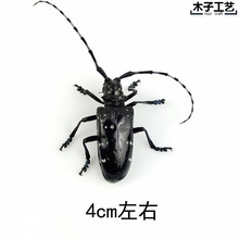 昆虫蝴蝶标本真虫动物锹甲虫天牛教学教育拍照道具原虫满20元包邮