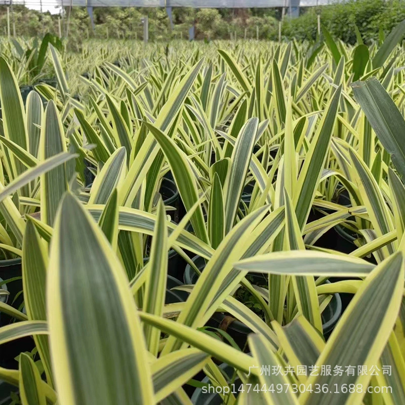 Цветок и лист Паук Орхидея Банан Многолетняя лампа Цветочное украшение интерьера Композиция во дворе Ночной вид Садовая сцена