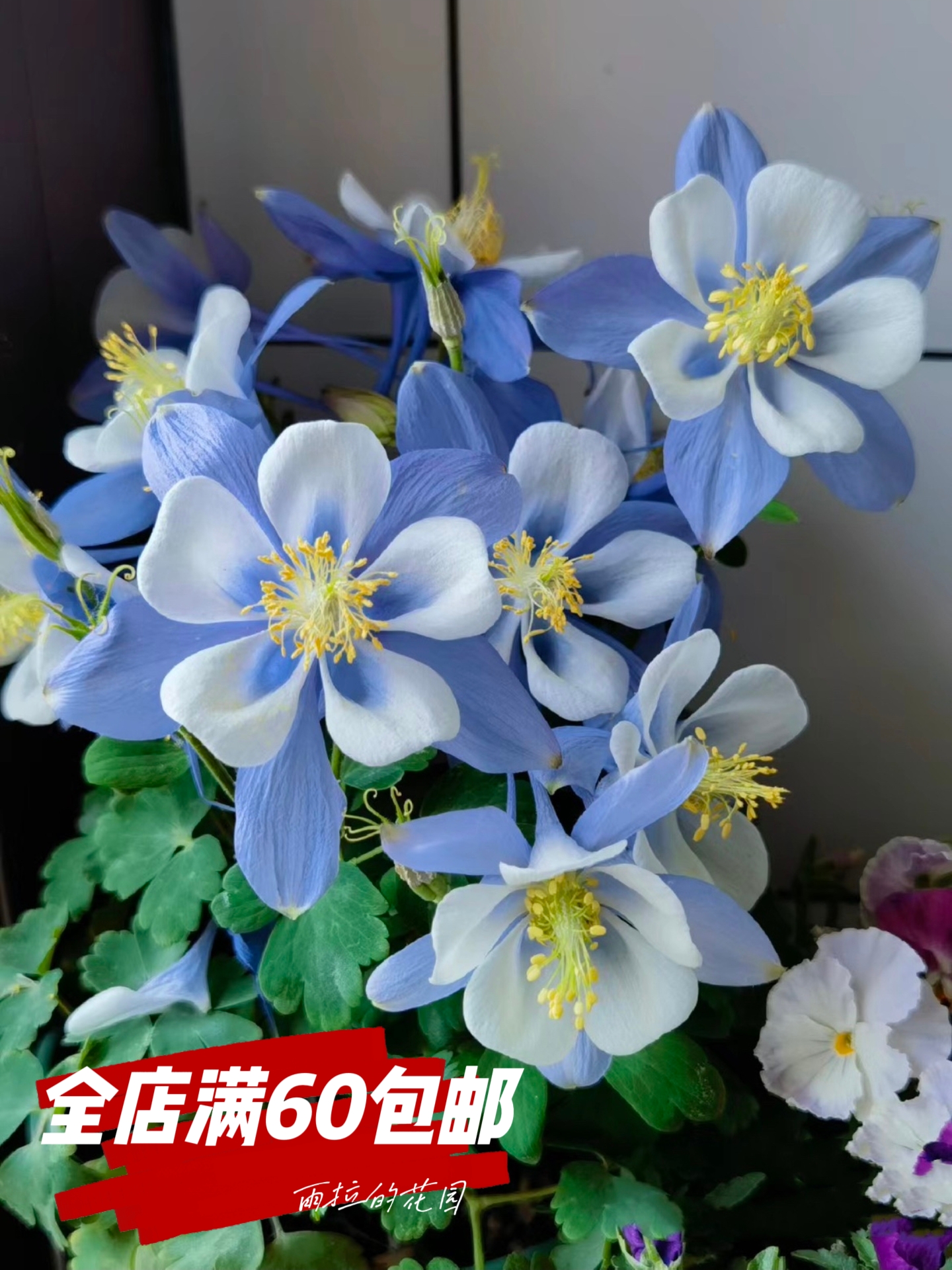 雨拉的花园 耧斗菜多年生宿根草花超耐寒可可爱爱的小猫爪子耐荫