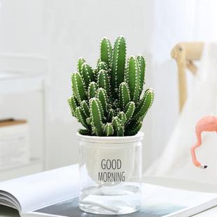 Wanzhongshan Succulent Potted Green Plants and Florals Indoor Living Room Easy to Maintain All Year Round Drought-Resistant Cactus Air Purifying Plants