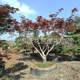 �����t�� 14-15ͥԺ�t������ �Ǽ�Ư�� �~ɫ�t�G ������ ������