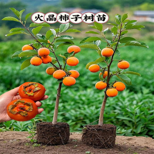 �o�˴������Ә����޽�ͥԺ�����ش�̖���԰����ͺ������Ә���