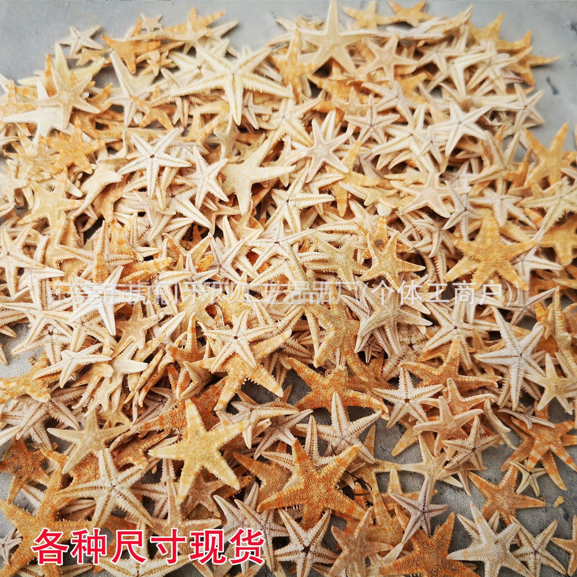 Concha Daquan natural con cera de pescado, materiales decorativos mediterráneos DIY al por mayor