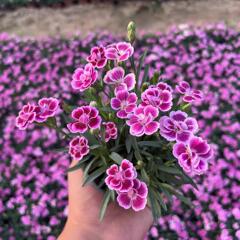ヨーロピアンコスモスの花の種子は耐寒性の低生のカラフルなコスモスの花の種子で、ベランダ、中庭、屋内外で四季を通じて播種して開花させることができます。