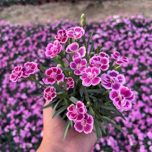 Dianthus Flower Seeds Are Cold-Resistant Dwarf Multicolored Dianthus Flower Seeds for Balcony Courtyard Indoor and Outdoor Sowing and Blooming in All Seasons