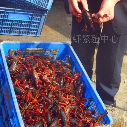 供应淡水龙虾种苗  小龙虾养殖 水产养殖项目