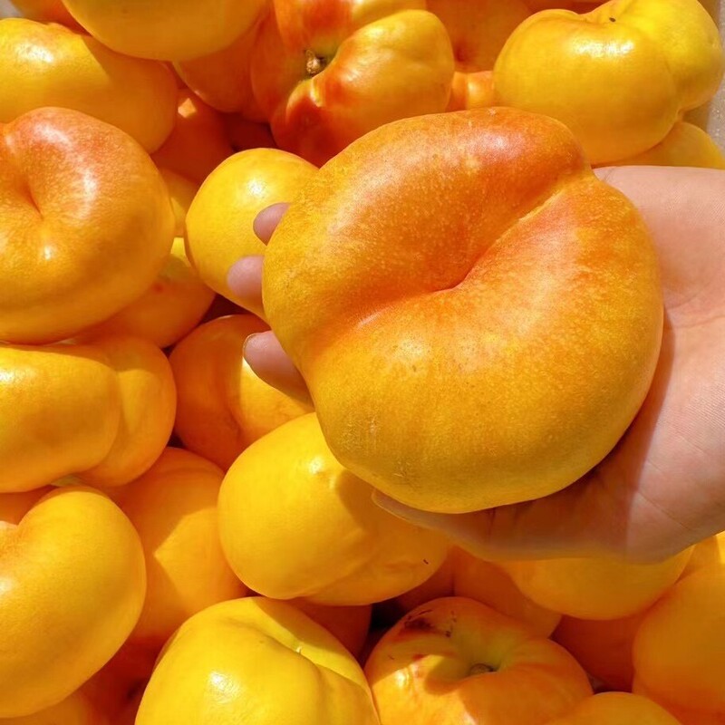Authentic Shandong Freshly Picked Mengyin Golden Oil Peaches 2.5kg - Seasonal Fresh Fruit for Pregnant Women, Crispy, Sweet, Large Flat Peaches