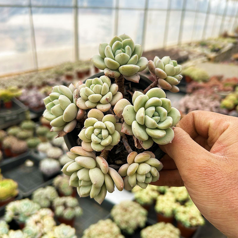 브러쉬드 올드 향수 풀 페그 9cm+