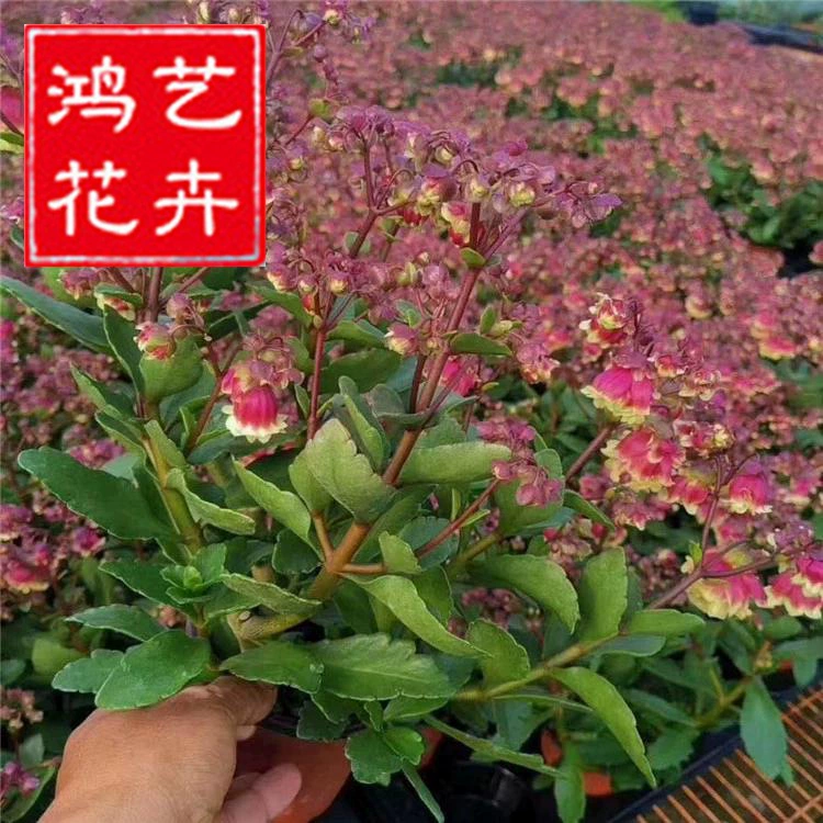 Красочный двулепестковый дворцовый фонарь, долговечный цветок, рассада в горшке, перевернутый колокольчик, цветет в любое время года, подходит для домашнего садоводства.