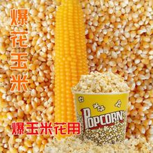 爆爆花玉米的种子 爆米花专用爆裂小玉米种籽孑 高产早熟甜脆可口