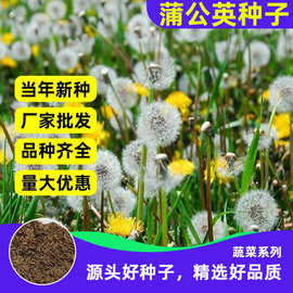 野生蒲公英种子食用药材纯新籽孑婆婆丁根茶四季易播阳台盆栽野菜