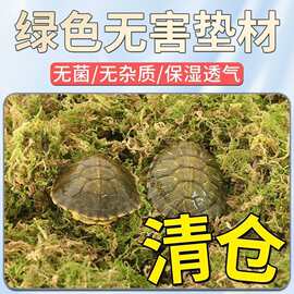 批发干苔藓水苔青苔蝴蝶兰花多肉石斛营养土育苗嫁接乌龟冬眠垫材
