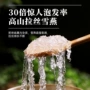 丰富精选拉丝桃胶雪燕