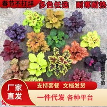一件代发矾根盆栽花卉植物室内花苗四季常青观叶耐寒绿植佛甲草欧