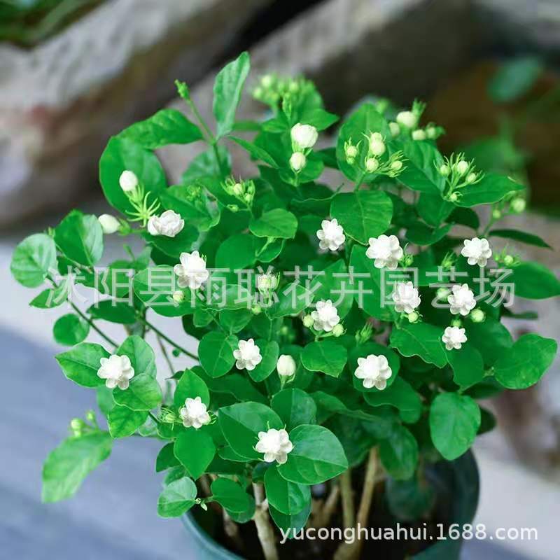 dfc446a79b72b138274b874c775d5e