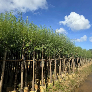 Weeping Willow Tree Riverside Greening Seedlings Courtyard Greening Large Landscape Trees Street Trees Willow Transplanting Bag Seedlings Landscape Trees