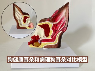 Dog Ear Health pathological anatomy model animal Canidae model pet veterinary teaching aids hot sale