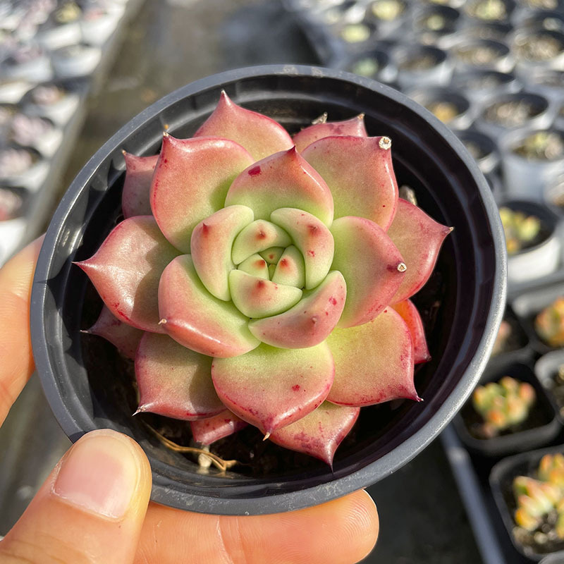 [클래식 스타일] 화이트 라운드 화분 레드 뷰티 위스퍼 6-8cm (플라스틱 화분에 심어 배송됩니다)