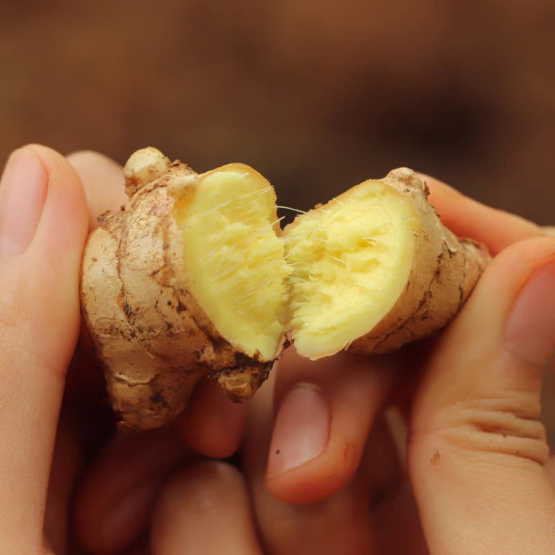 云南新鲜小黄姜9斤 生姜罗平蔬菜现挖沙姜嫩姜老姜土姜月子姜