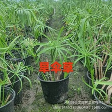 批发水生植物 旱伞草 风车草 水竹草 公园水体绿化 湿地绿化