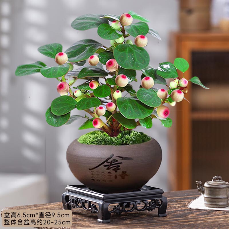 Four Seasons with Fruits, Small Bodhi Tree Bonsai, Hydroponic Bonsai in the Office, Zen Flower Small Green Plant Bonsai